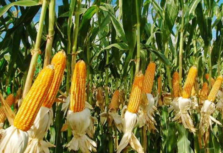 TANAM JAGUNG