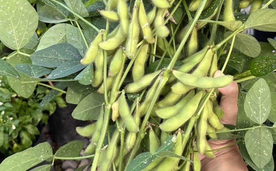 Edamame
