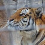 Kabar duka menyelimuti Kebun Binatang Bandung ( Bandung Zoo ). Dua ekor anak Harimau Benggala dilaporkan mati akibat virus mematikan.