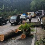 Pohon besar tumbang akibat angin kencang menutup total akses utama di Jalur Nagreg Bandung sore tadi, evakuasi berlangsung dramatis.