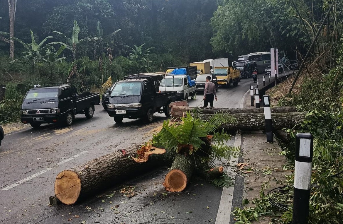 Pohon besar tumbang akibat angin kencang menutup total akses utama di Jalur Nagreg Bandung sore tadi, evakuasi berlangsung dramatis.